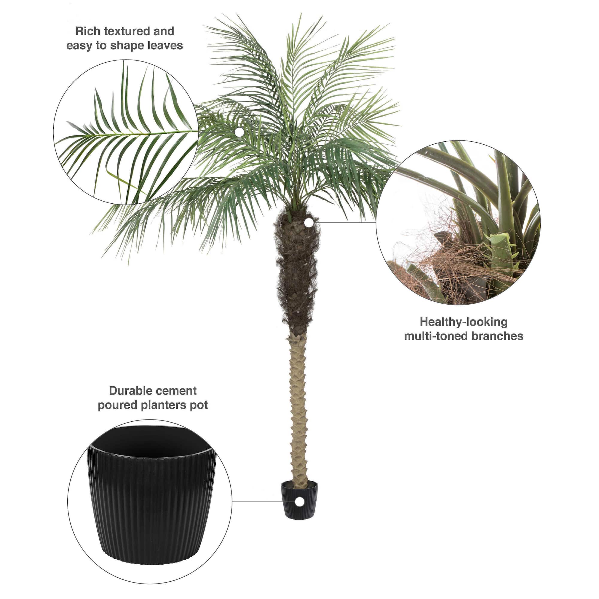 7ft. Potted Phoenix Palm Tree